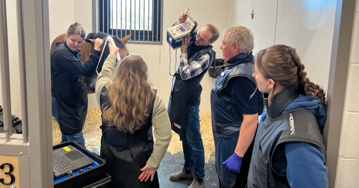 Vet techs in a stall examining a horse with an instructor.