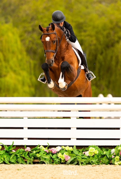 A woman jumping a hunter fence on a bay stallion.
