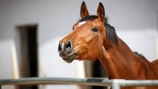 A lone horse whinnying by a fence.