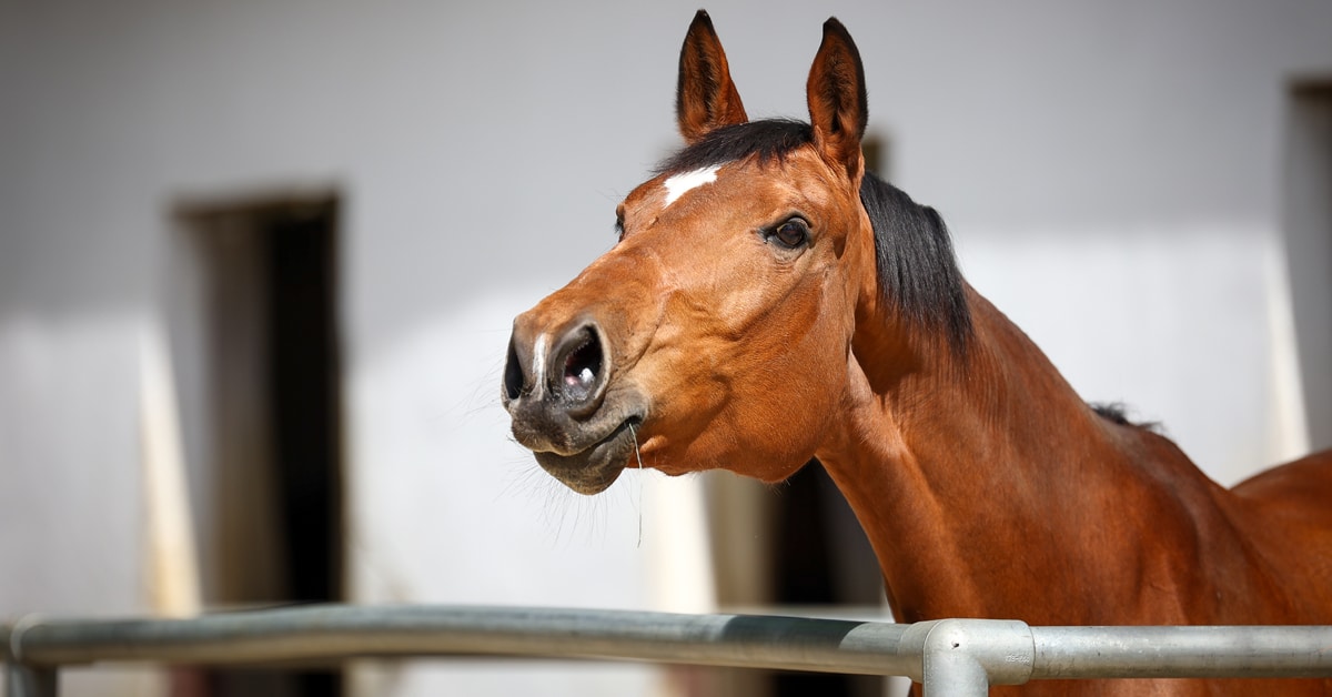 A lone horse whinnying by a fence.