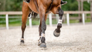 Closeup of a show jumper's hooves.