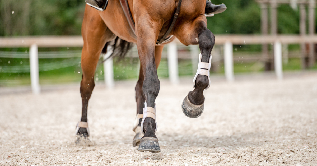Closeup of a show jumper's hooves.