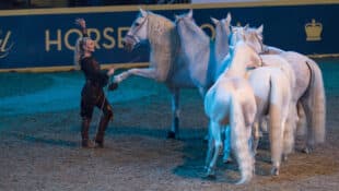 A woman in an arena with six grey liberty horses.