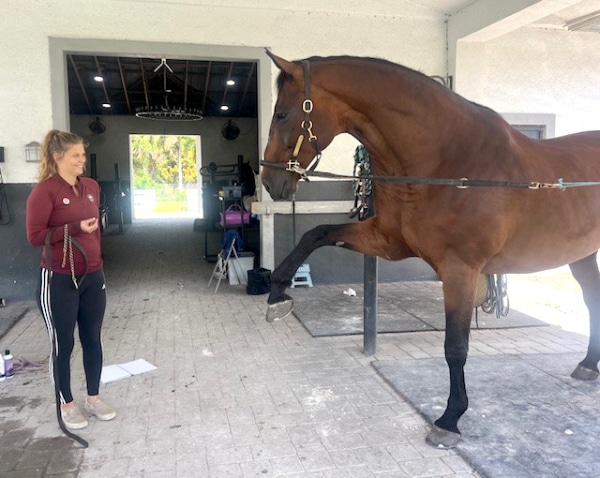 A horse extending it's hoof in crossties in a barn.