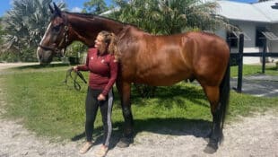 A woman in a maroon shirt holding a tall bay horse.