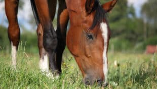 A horse grazing in a pasture.