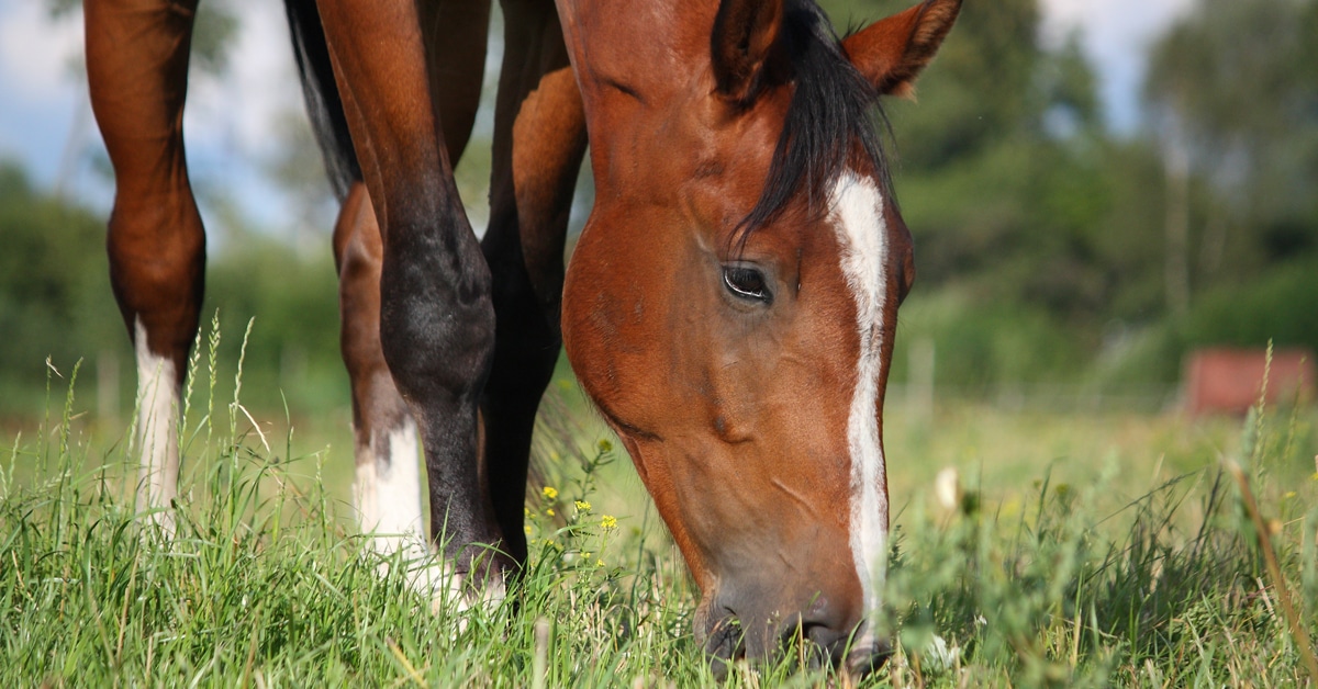 A horse grazing in a pasture.