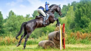 A dark bay event horse jumping a cross-country fence.