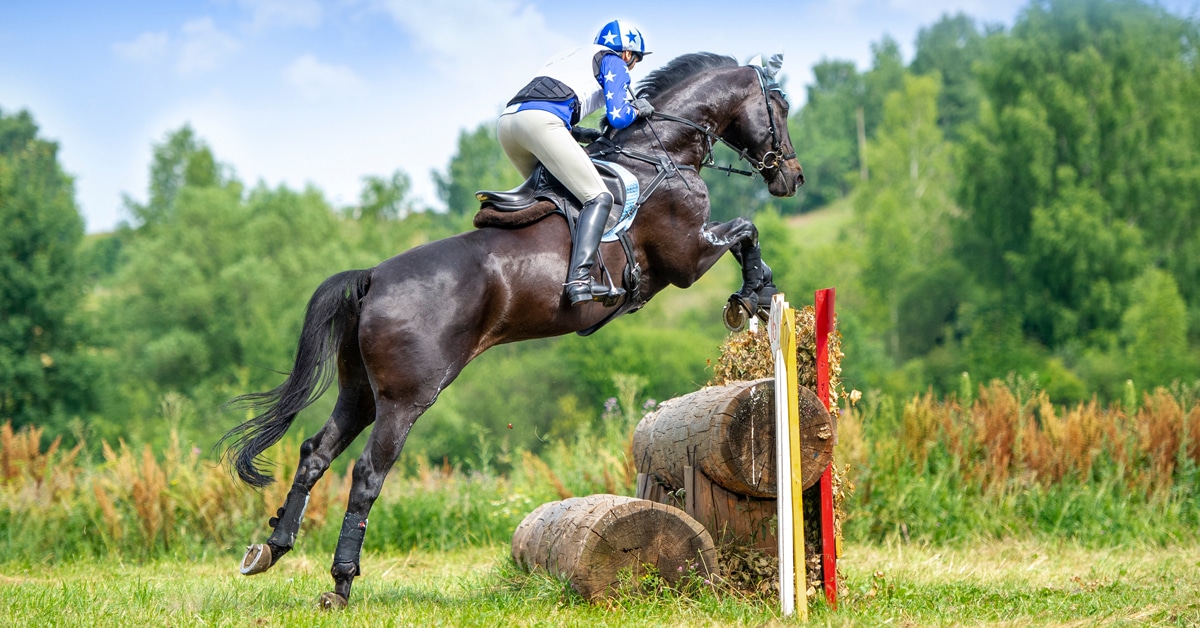 A dark bay event horse jumping a cross-country fence.