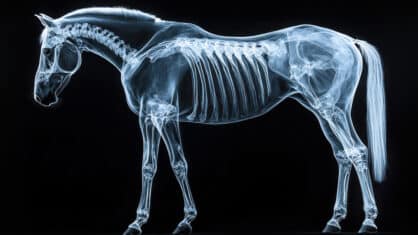 A transparent horse.