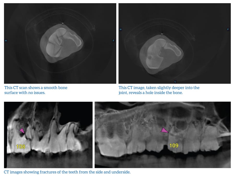 CT scans of bones and teeth.