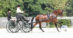 A woman driving a bay horse in competition.