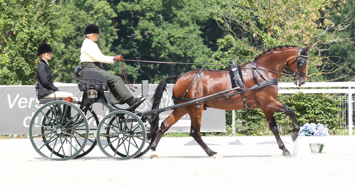A woman driving a bay horse in competition.