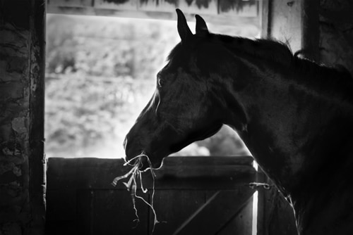 A horse chewing hay while looking out a stall door.