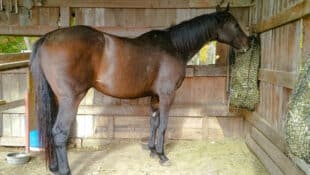 A horse eating from a haynet in a run-in shed.