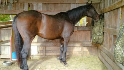 A horse eating from a haynet in a run-in shed.