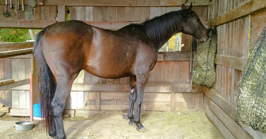 A horse eating from a haynet in a run-in shed.