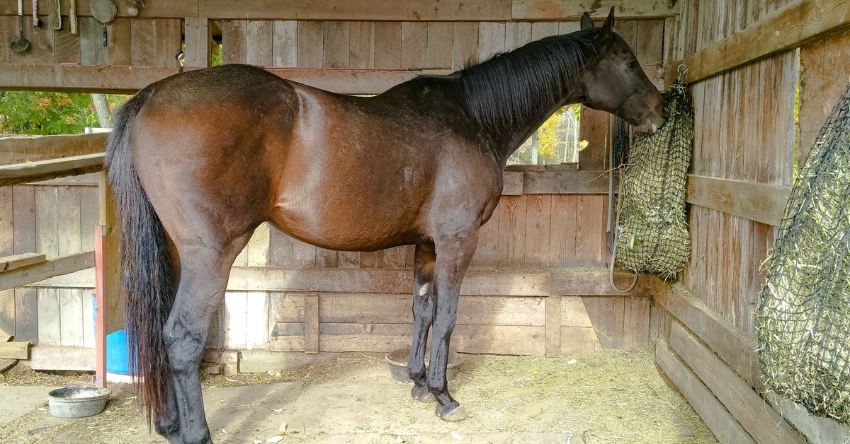 A horse eating from a haynet in a run-in shed.