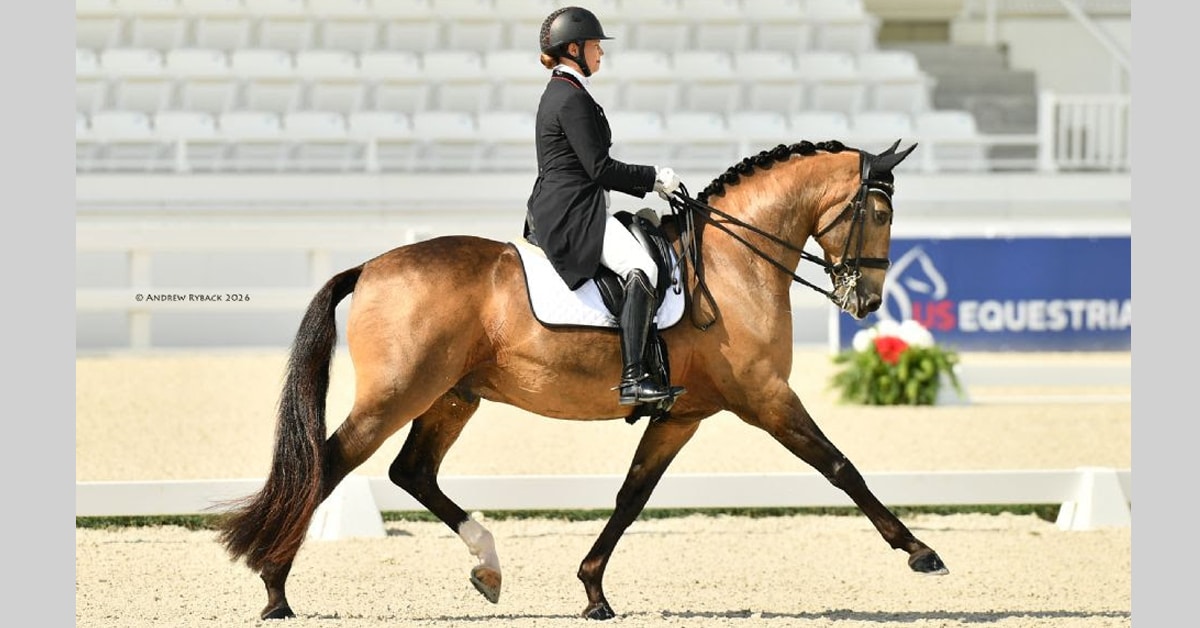 A woman on a dressage horse performing an extended trot.