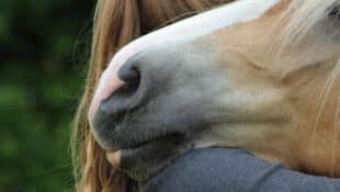 A horse resting its head on a woman's shoulder.