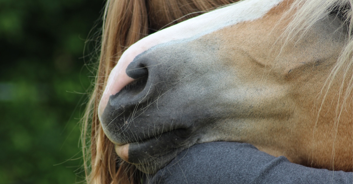A horse resting its head on a woman's shoulder.