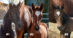 Three cute foals.