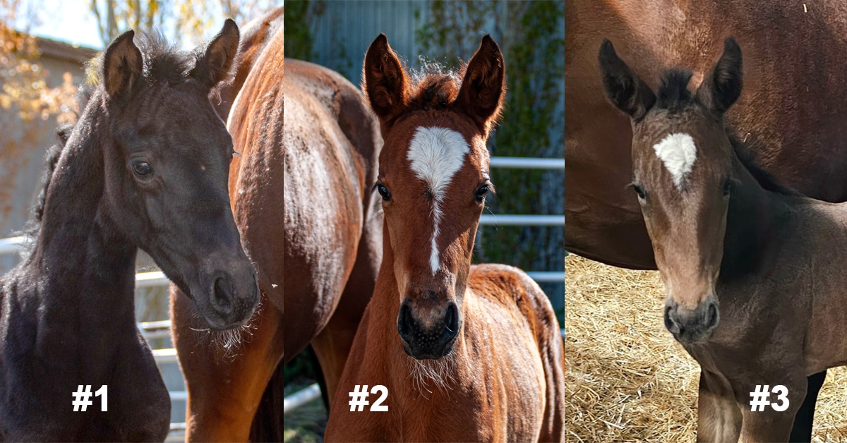 Three cute foals.