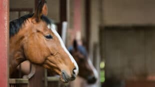 Horses looking out of their stalls in a barn.