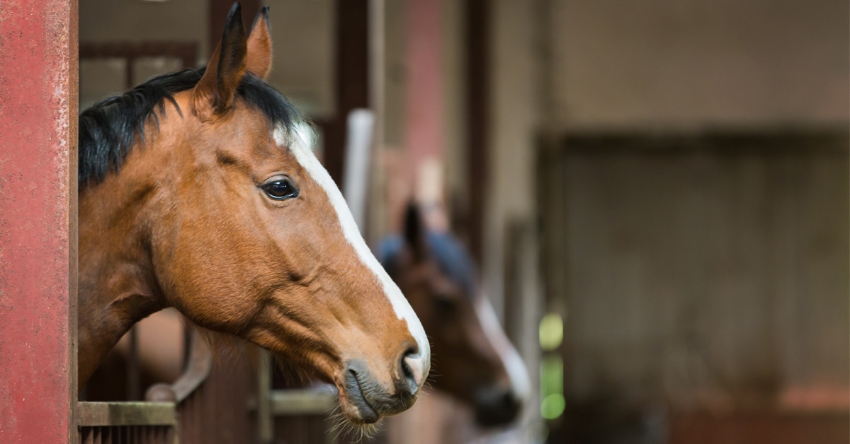 Horses looking out of their stalls in a barn.