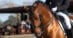 A bay dressage horse during competition.