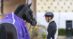 A man looking at a black dressage horse.