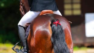 A bay horse with a red ribbon in its tail.