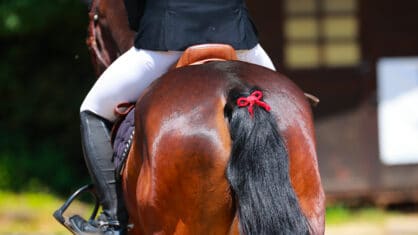 A bay horse with a red ribbon in its tail.