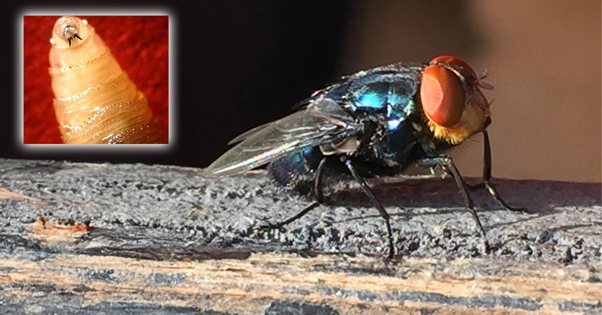 A screwworm fly and larva.