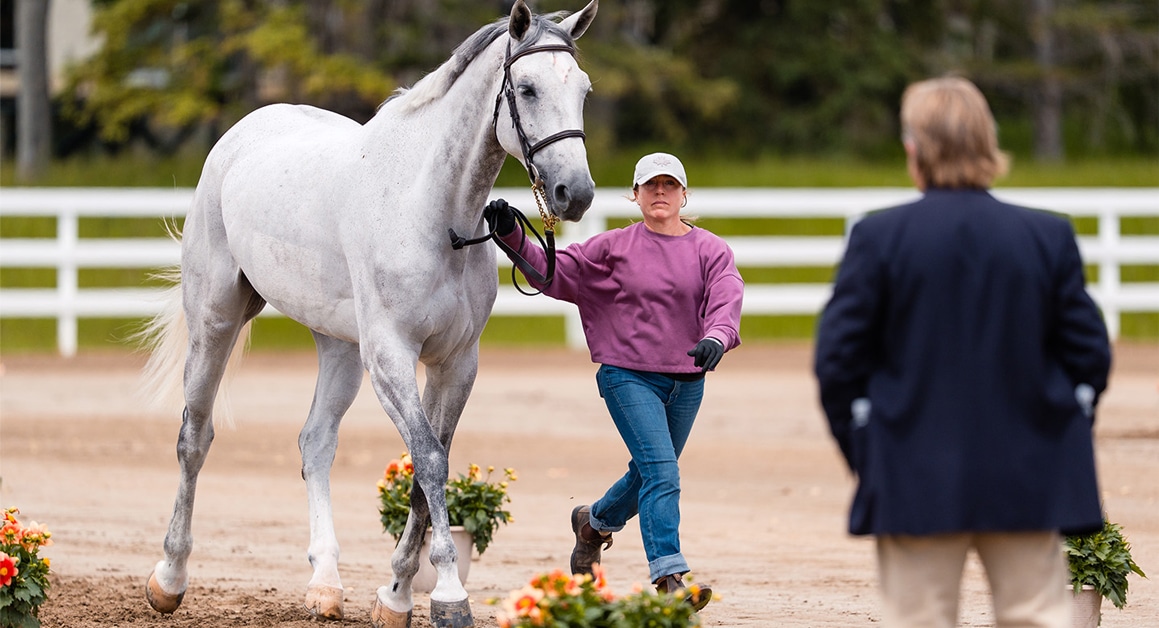 A woman jogging a grey horse at Spruce Meadows.