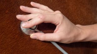 A hand holding a stethoscope on a horse's side.
