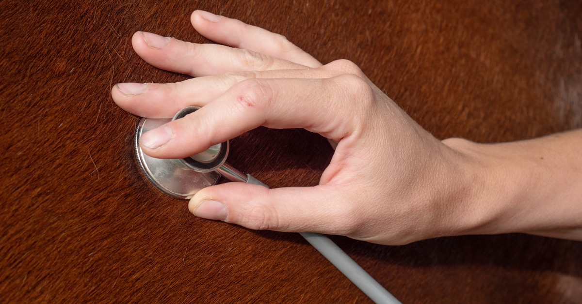 A hand holding a stethoscope on a horse's side.