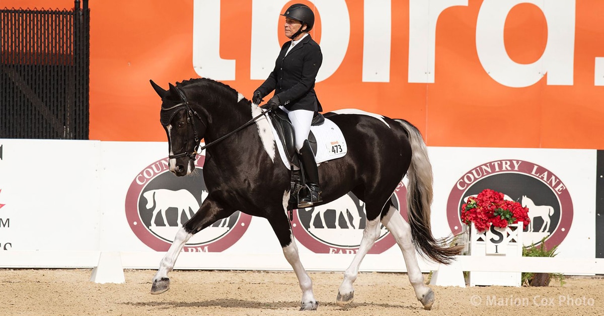 A woman riding a pain horse in para-dressage competition.
