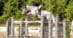 A woman jumping a grey horse over a fence in New York.