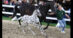 An appaloosa-coloured foal with its dam in an auction ring.