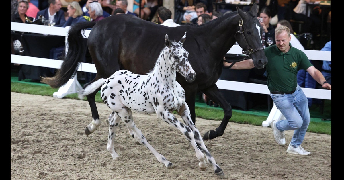 An appaloosa-coloured foal with its dam in an auction ring.