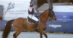 A young woman on a horse, gasping in surprise.