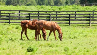 Two horses grazing in a field.