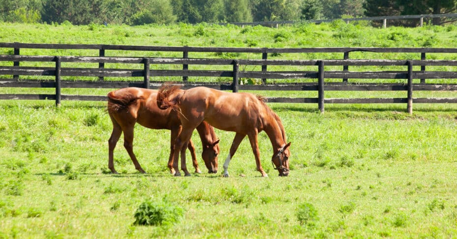 Two horses grazing in a field.