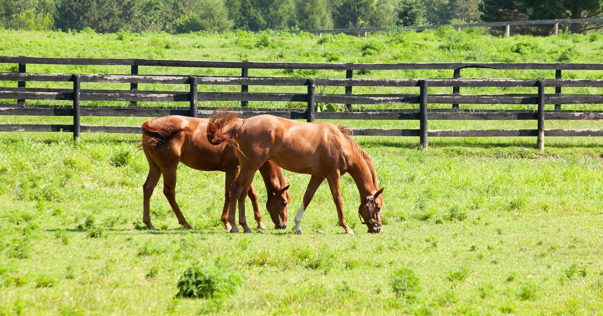 Two horses grazing in a field.
