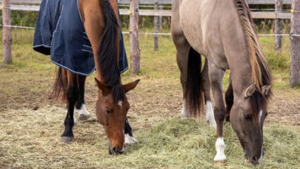 Two horses eating hay.