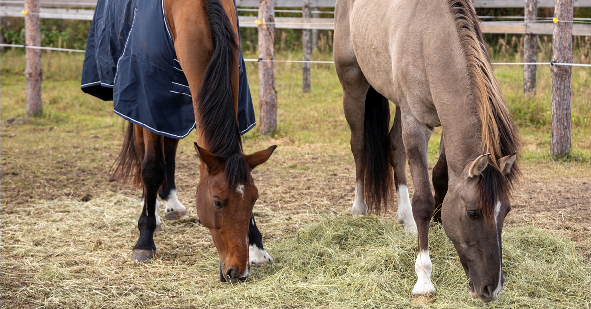 Two horses eating hay.