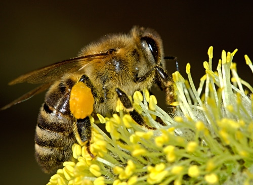 A honey bee on a flower.