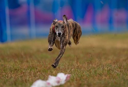 A brindle whippet running in a field.