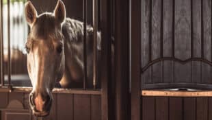 A grey horse looking out of its stall.